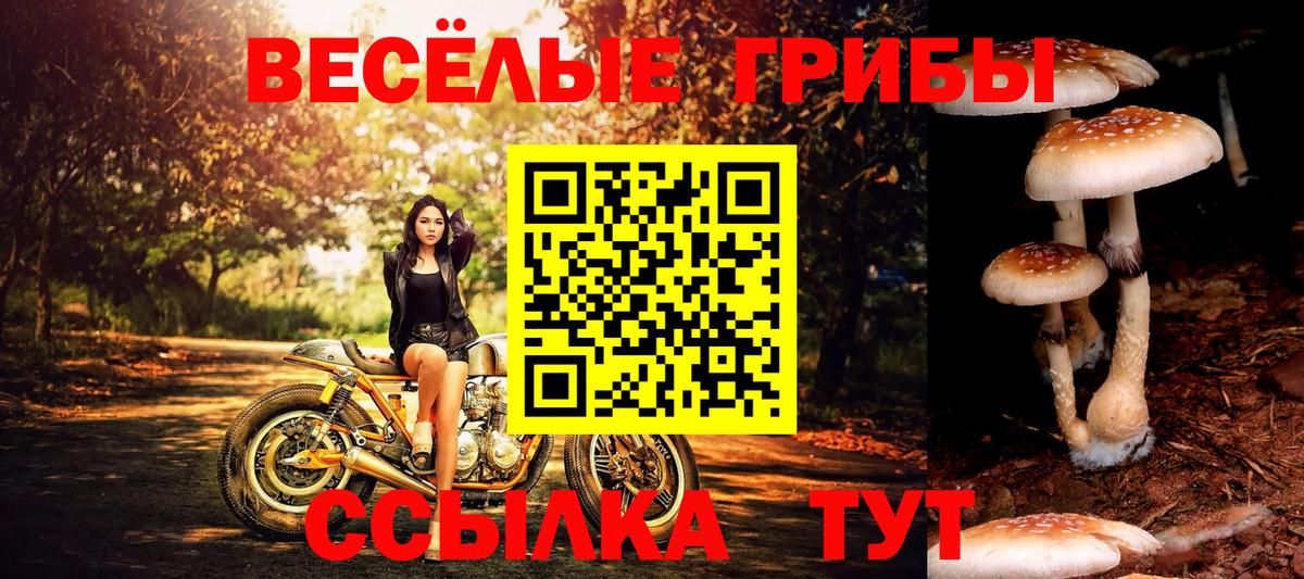 Галлюциногенные грибы Psilocybe Новотроицк